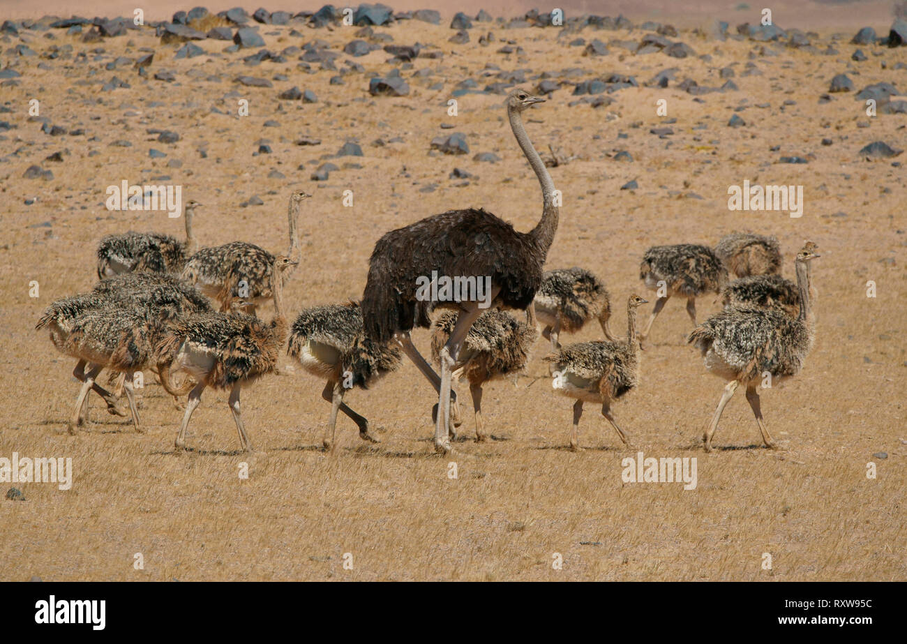 13 juvenile ostriches and one adult female are captured here out of an observed total of 71 juveniles with two adult females. Ostriches (Struthionidae) seem to have kindergartens for their offspring!,Near Mowani Lodge,western Namibia,Africa Stock Photo