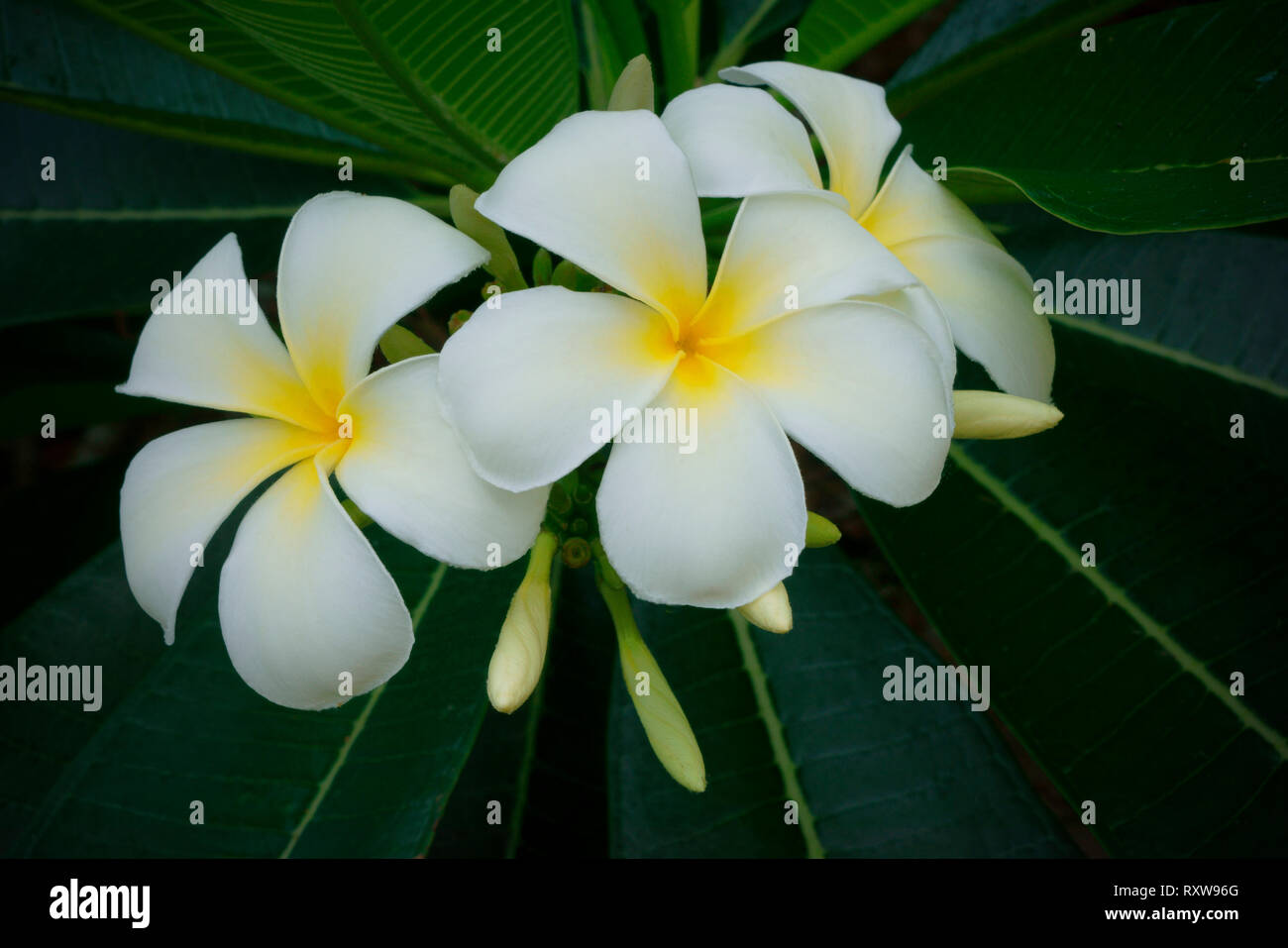 Plumeria,Frangipani,Plumeria Alba (Apocynaceae). Photographed on Navotua island,Fiji,South Pacific. Stock Photo