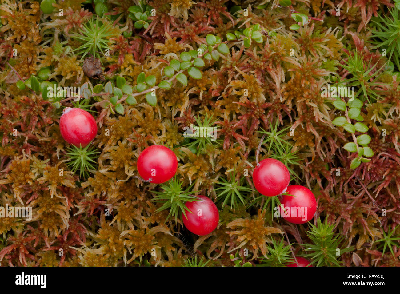 Tasty cranberries are plentiful along the James Bay highway towards Radisson in Northern Quebec where the huge James Bay Hydro Quebec project is located. Quebec,Canada Stock Photo