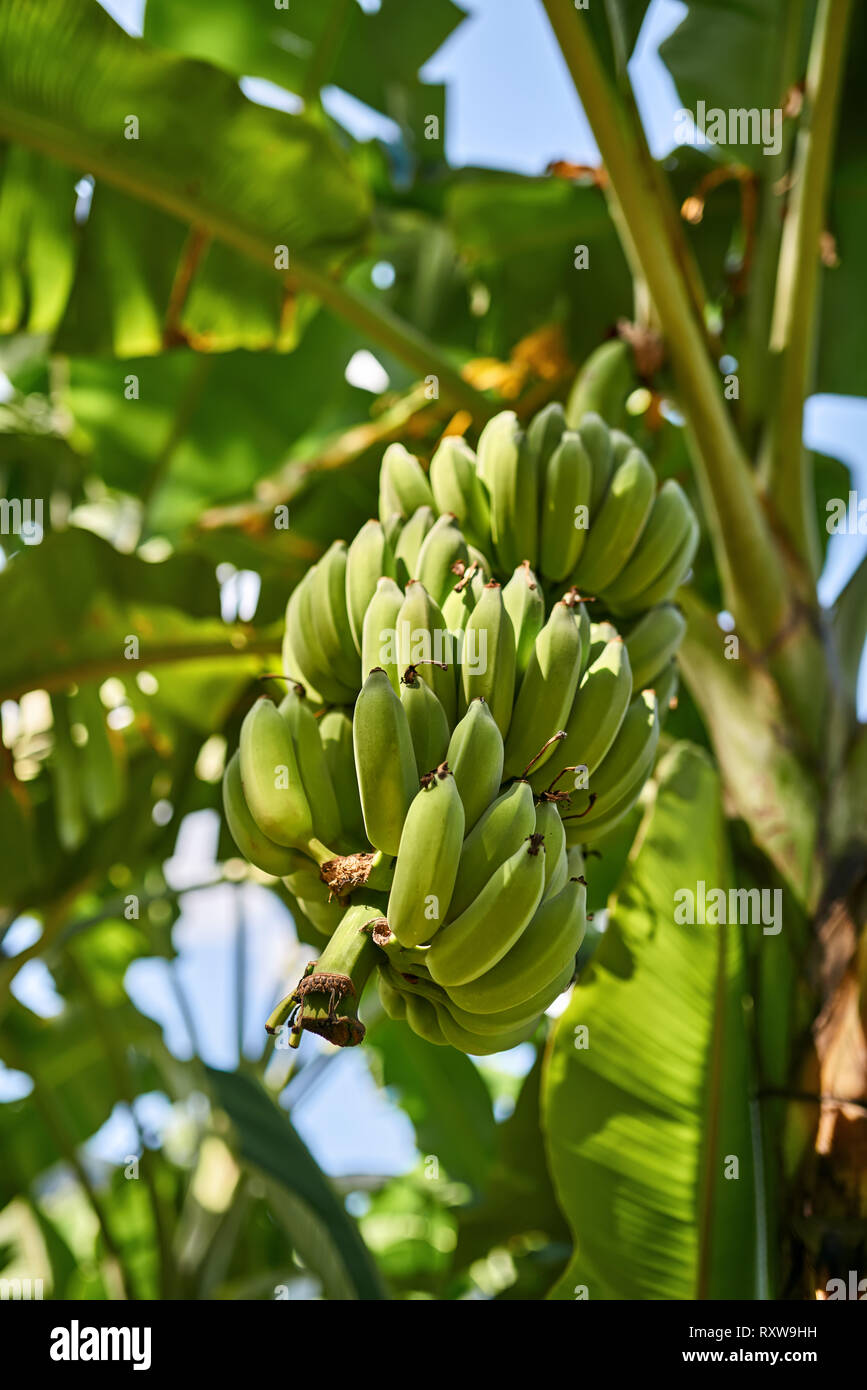 Bunch of green bananas on the tree on the sunny blurred background of leaves and blue sky. Closeup horizontal photo. Stock Photo