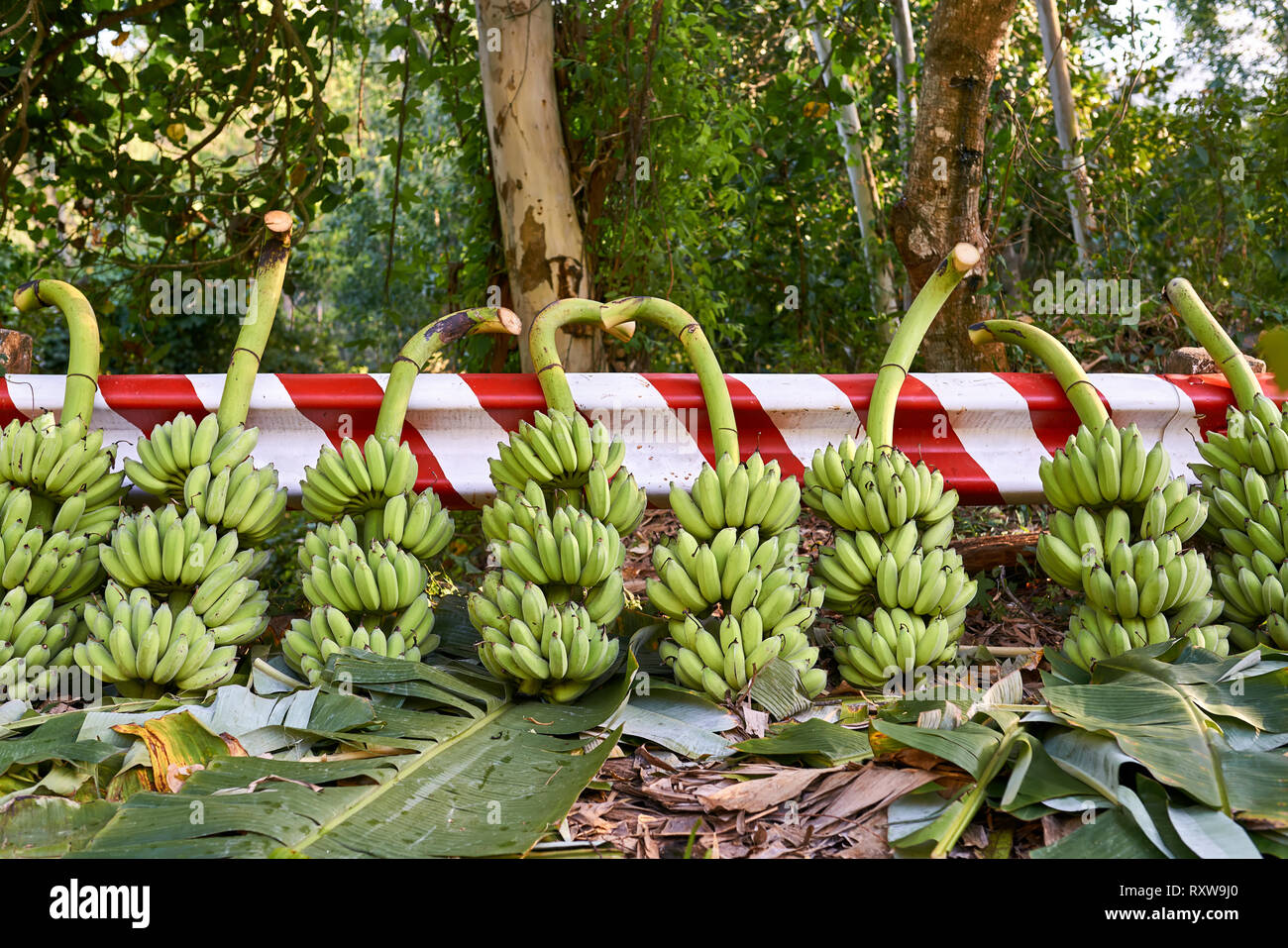 Many felled branches with green banana bunches lying on the leaves on the ground near red-white road fencing on the sunny nature background outdoors.  Stock Photo