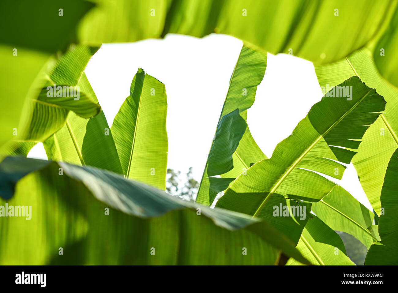 Large green leaves of a banana tree on the sunny sky background. Closeup horizontal photo. Stock Photo