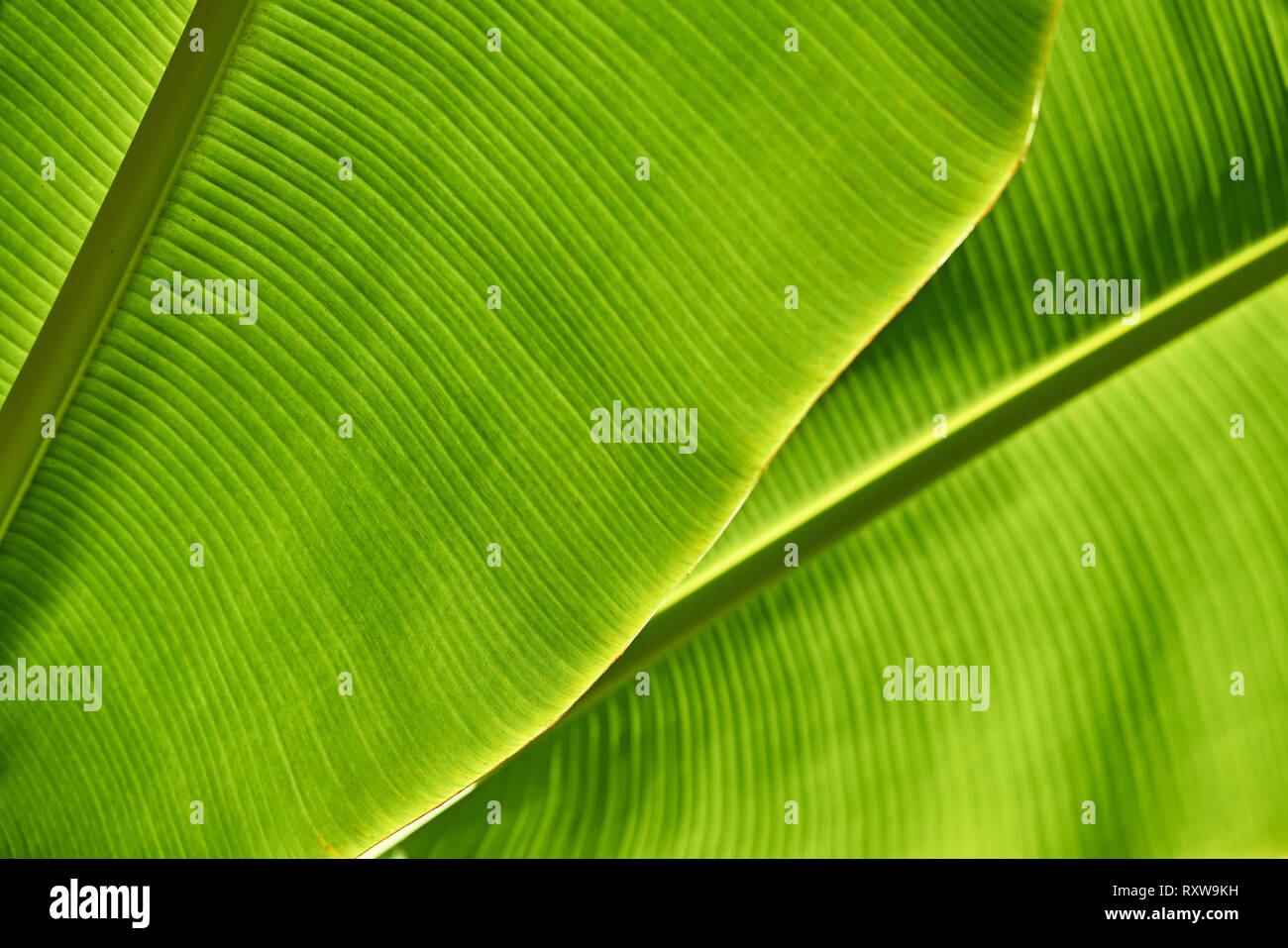 Textured green leaves of a banana tree. Sun is shining onto them from behind. Closeup horizontal photo. Stock Photo