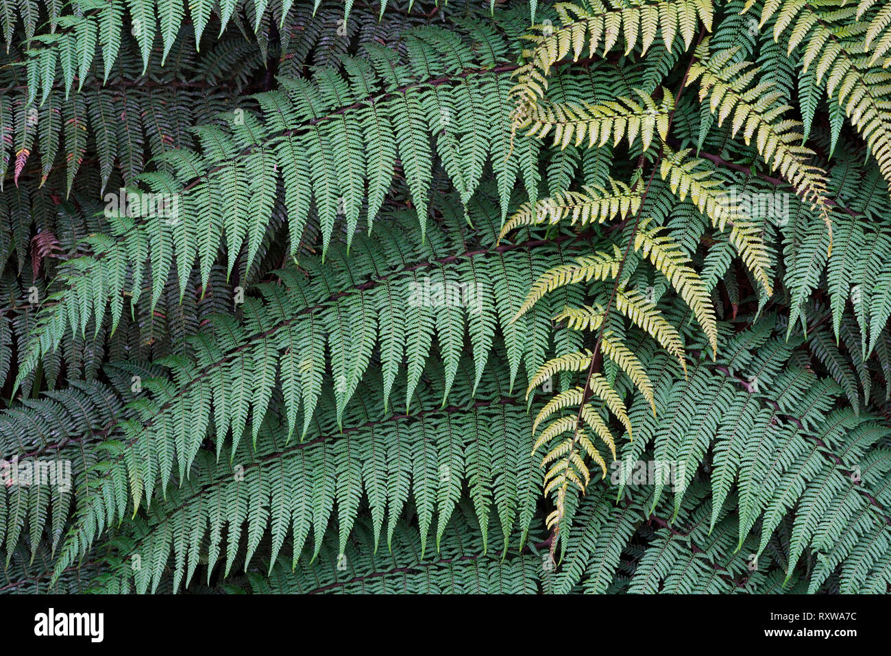 Tree Fern (Cyatheaceae) at the Bellavista Cloud Forest Lodge in Ecuador. The younger fronds overlying the older ones feature lighter shades of green. Stock Photo