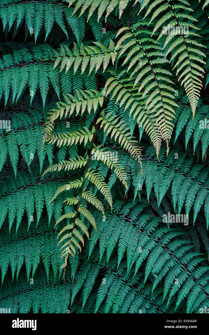 Tree Fern (Cyatheaceae) at the Bellavista Cloud Forest Lodge in Ecuador. The younger fronds overlying the older ones feature lighter shades of green Stock Photo