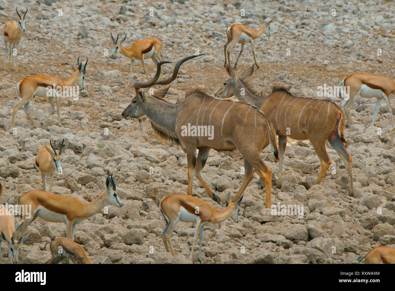 A male and female Greater Kudu (Tragelaphus Strepsiceros) (large antelope) are surrounded by Springbok (smaller antelope) as they walk away from a water hole in Etosha National Park, Namibia,Africa Stock Photo