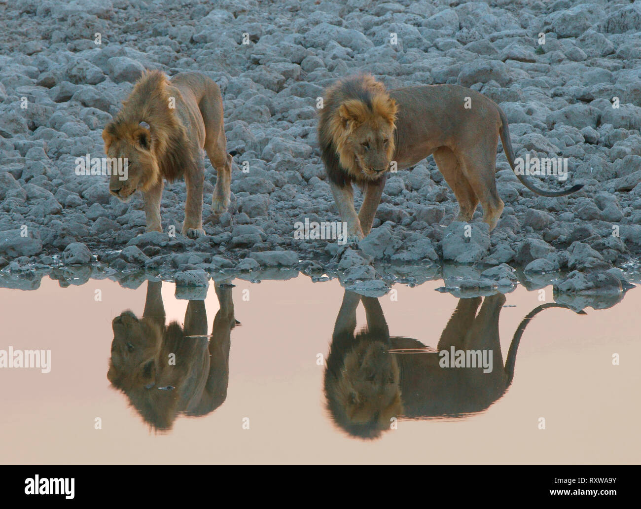Two Lions (Panthera Leo) approaching a water hole in Etosha National Park. Namibia,Africa. Stock Photo