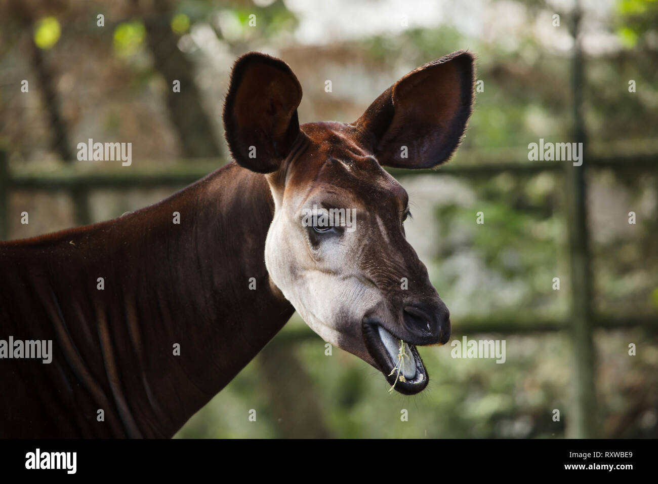 Okapi (Okapia johnstoni). Wild life animal Stock Photo - Alamy