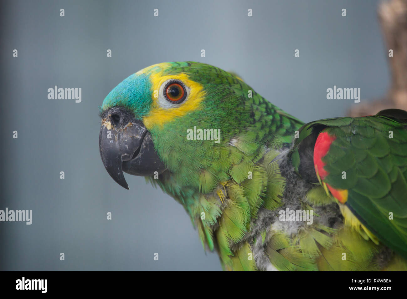 turquoise-fronted-amazon-amazona-aestiva-also-known-as-the-blue