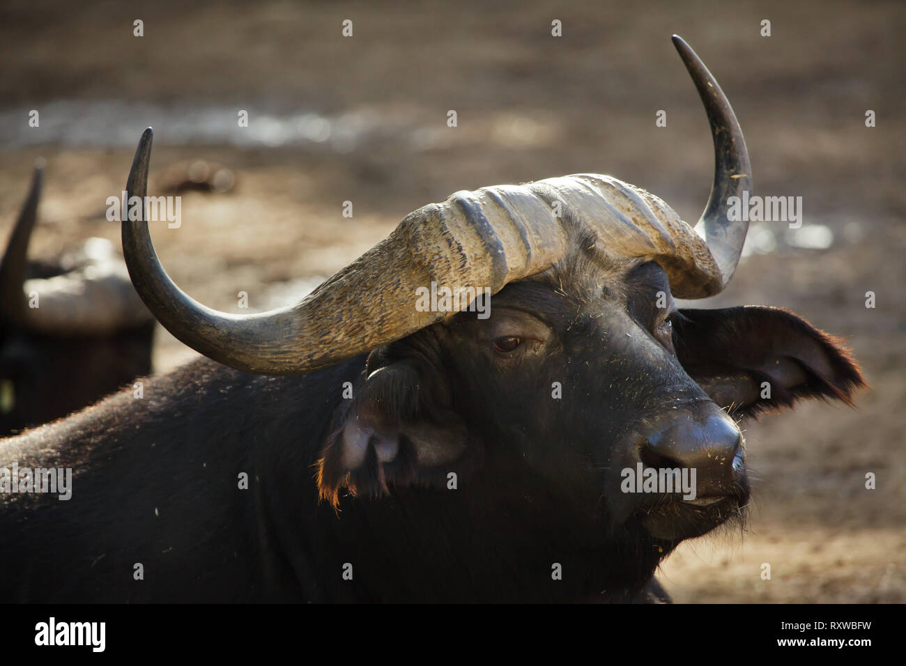 Cape buffalo (Syncerus caffer caffer), commonly known as the African buffalo. Stock Photo