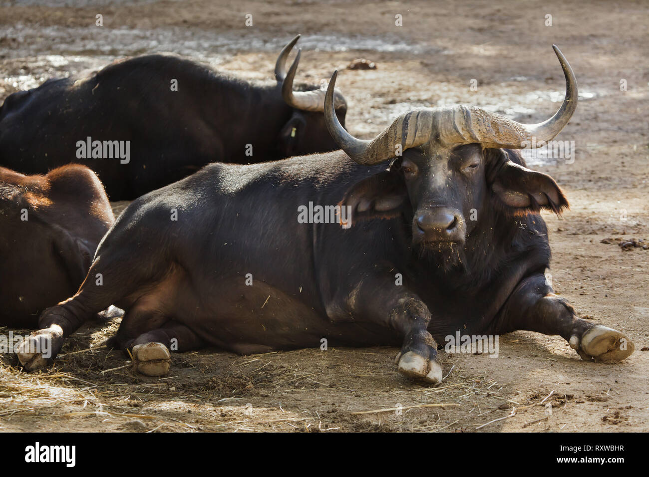 Cape buffalo (Syncerus caffer caffer), commonly known as the African ...