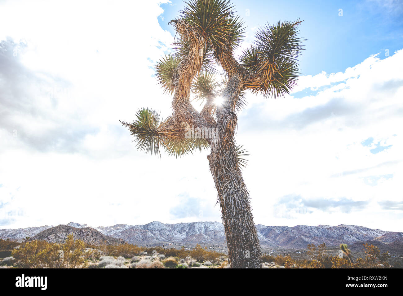Wild joshua trees against the desert landscape of Joshua Tree, California. Stock Photo