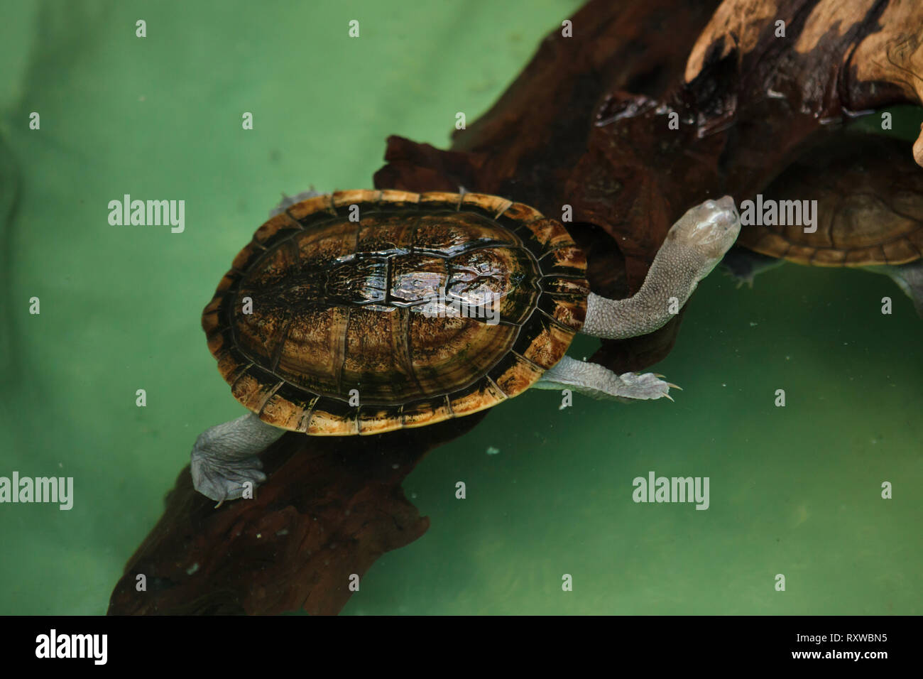 Pleurodira hi-res stock photography and images - Alamy
