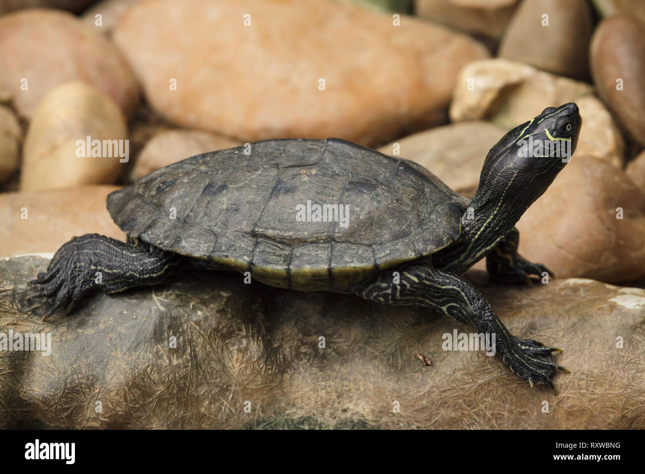 Florida red-bellied cooter (Pseudemys nelsoni), also known as the