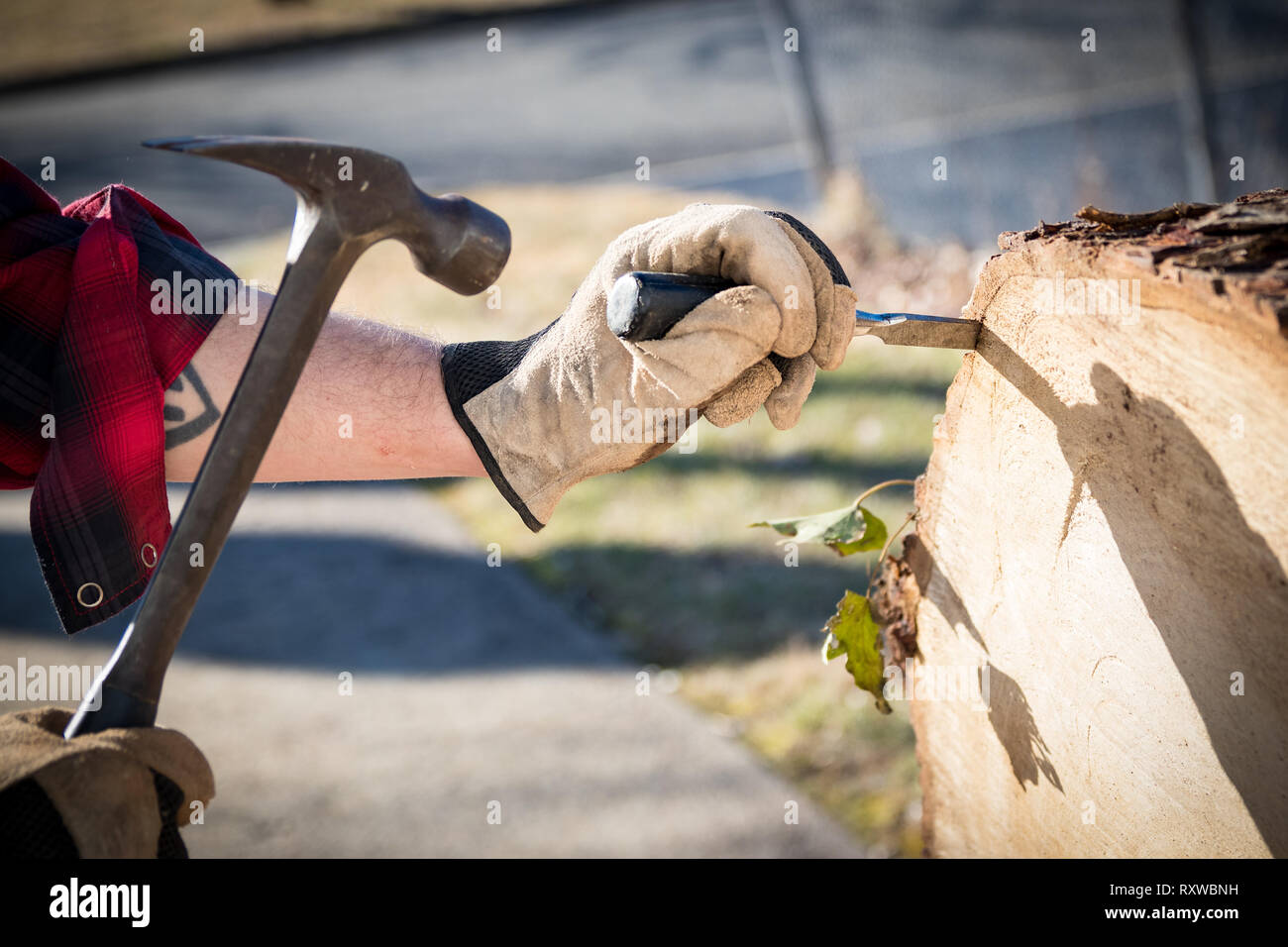Man's hands in work gloves using hammer and chisel to remove bark from tree stump log. Stock Photo