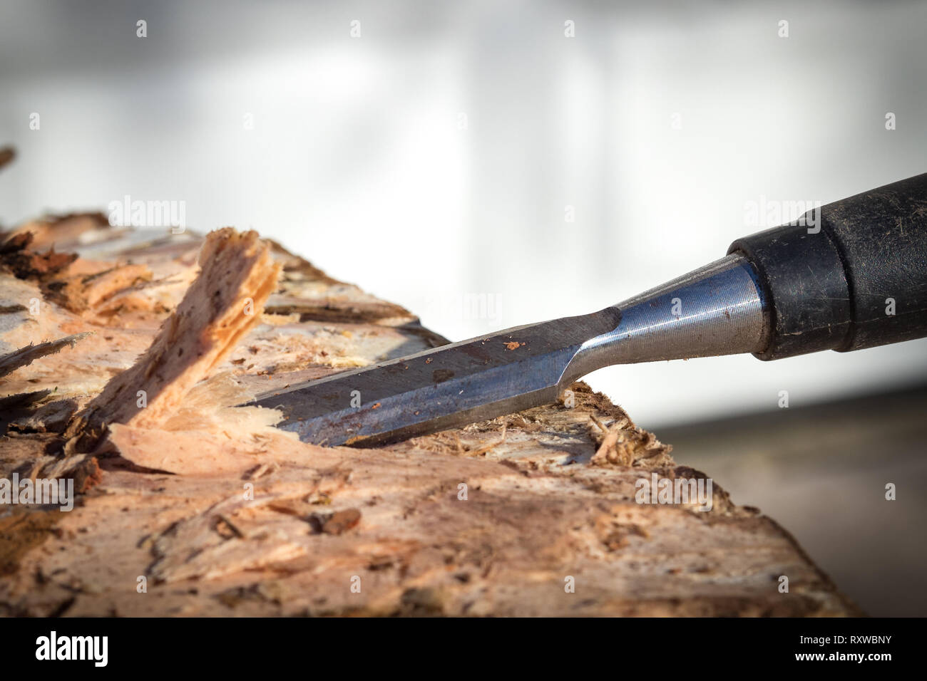 Closeup of chisel digging into bark of a tree stump/log. Stock Photo