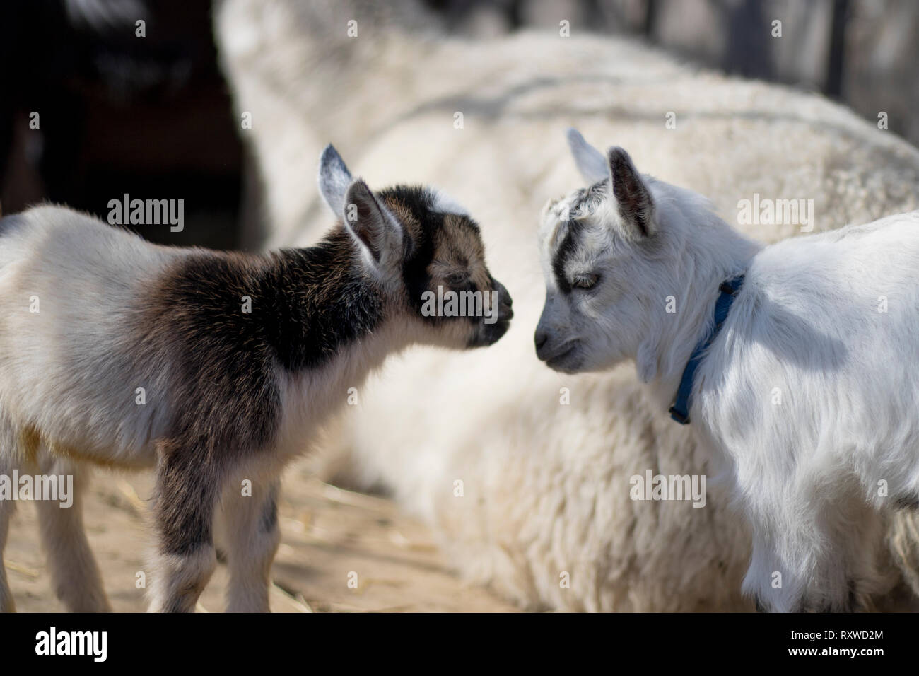 Two small African pygmy goats looking at each other. Adorable baby goats on a farm. Animal rescue and petting zoo. Stock Photo