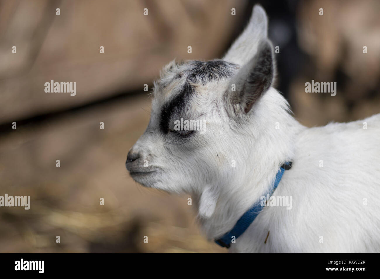 Small Pygmy goat close up. Petting zoo sanctuary with rescue animals. Cute animals close up. White and black goat. Stock Photo