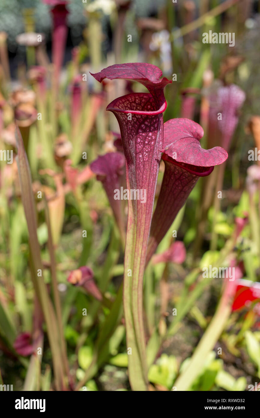 Bladderwort carnivorous plants on display in Sydney, Australia Stock Photo