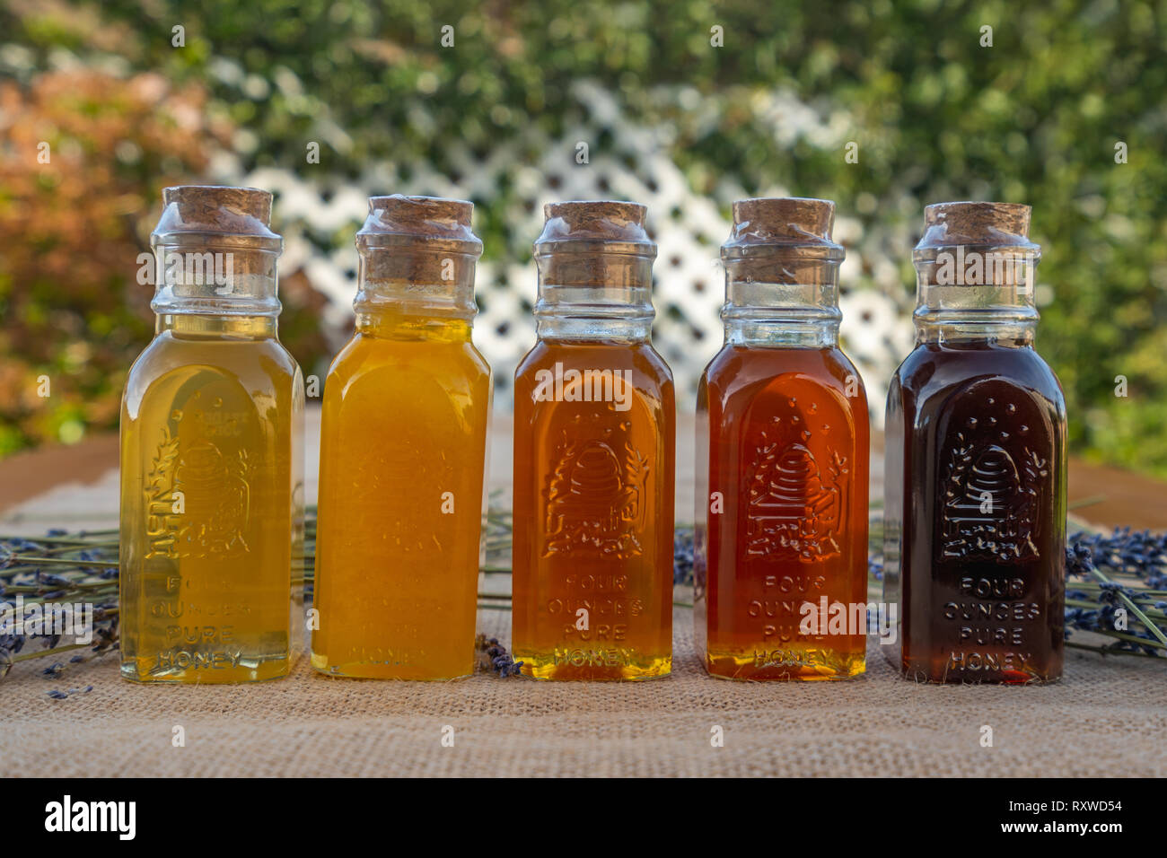 Honey in bottles in a garden, the range of color and flavors. Clover ...
