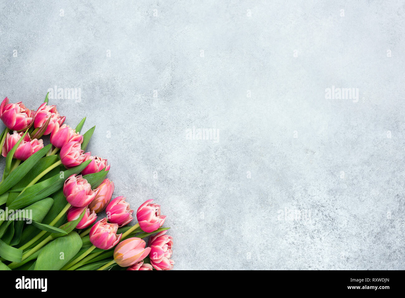 Pink peony tulips on grey concrete background. Floral background with copy space for text. Design template, greeting or invitation card Stock Photo