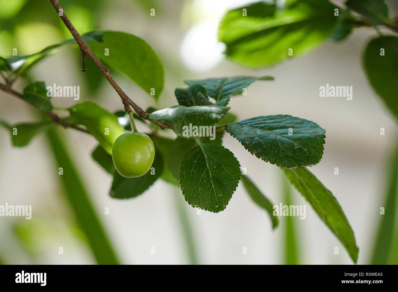 Greengage High Resolution Stock Photography and Images Alamy