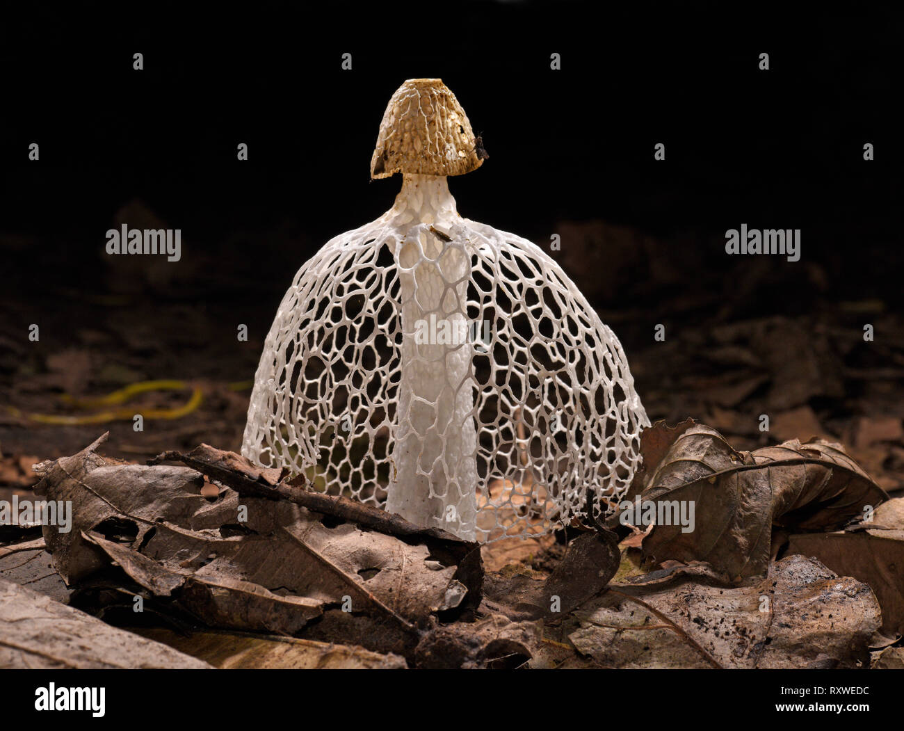 Bridal Veil Stinkhorn Fungus (Phallus indusiatus) on forest floor, Manu