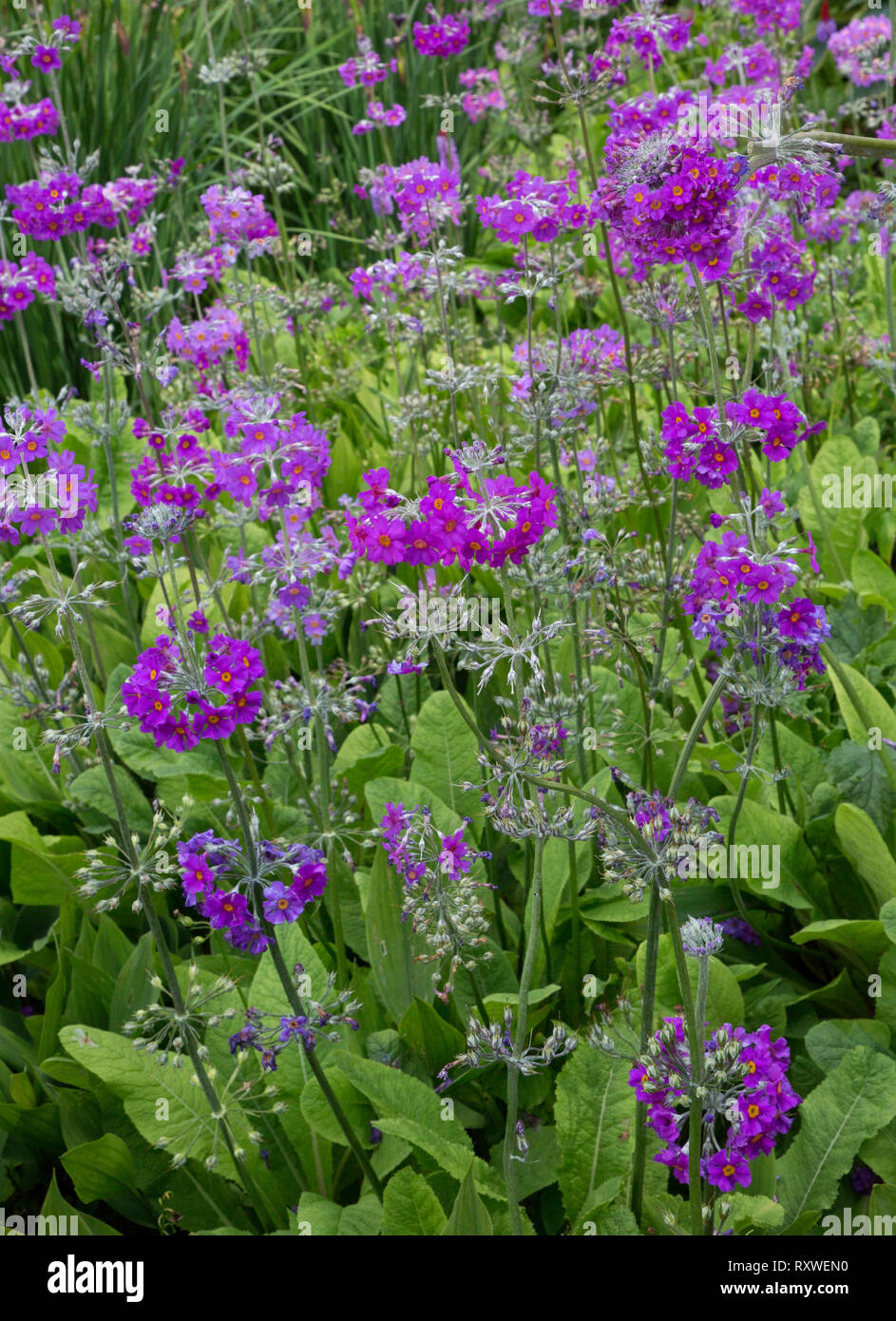 Candelabra Primulas, Harlow Carr RHS variety Stock Photo Alamy