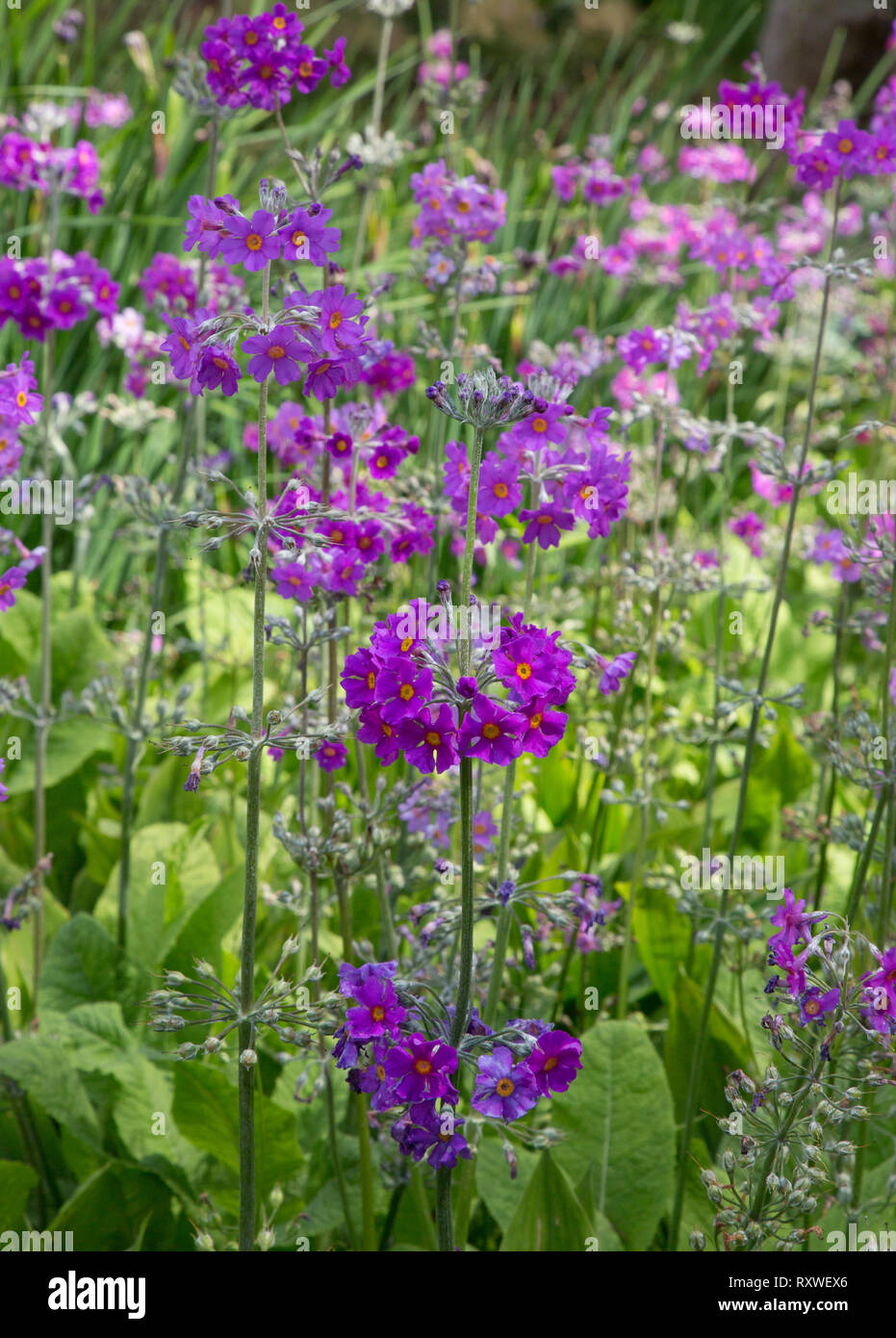 Candelabra Primulas, Harlow Carr RHS variety Stock Photo Alamy