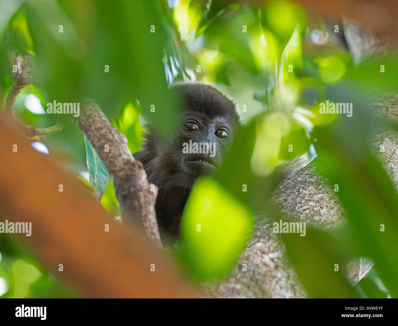 Howler monkey Alouatta caraya Costa Rica February Stock Photo