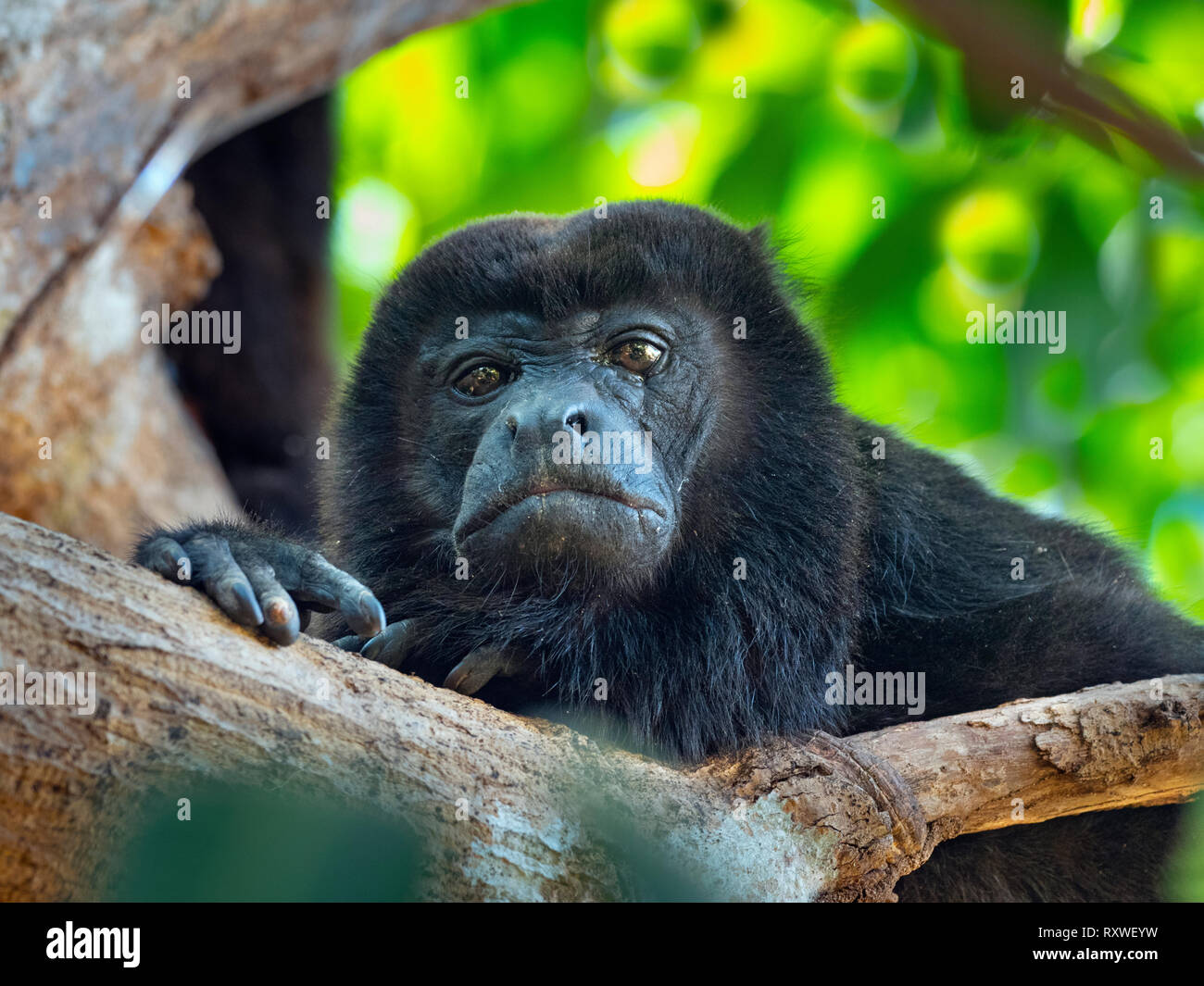 Leaping monkey hi-res stock photography and images - Alamy