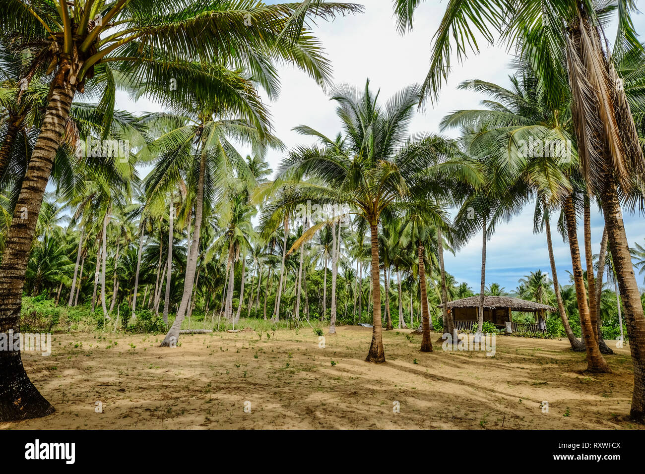 Coconut plantation philippines hi-res stock photography and images - Alamy