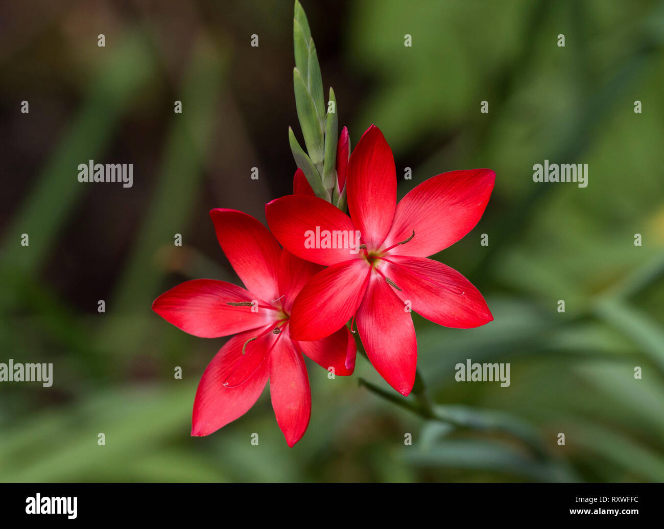 Crimson Flag, Schizostylis or Hesperantha coccinea 'Major', in flower. Stock Photo