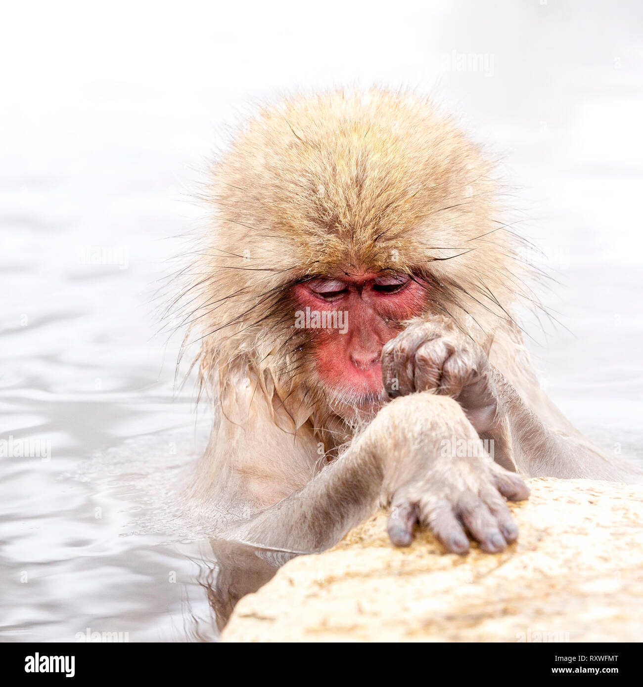 Funny japanese snow monkey looking on its paw in a hot spring. Nagano Prefecture, Japan. Stock Photo