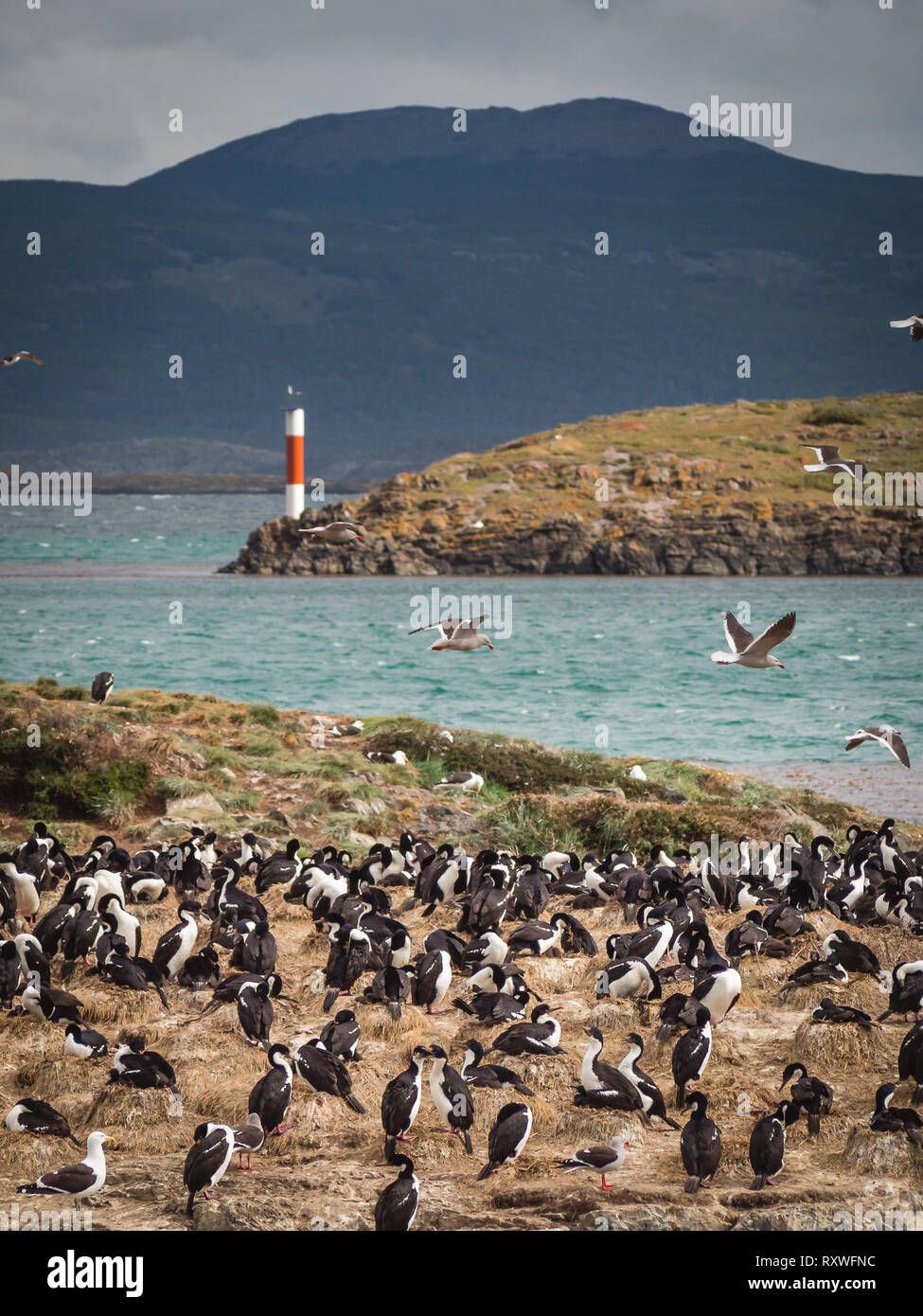 Imperial cormorant in one island of the Beagle Channel in front Ushuaia. Patagonia Stock Photo