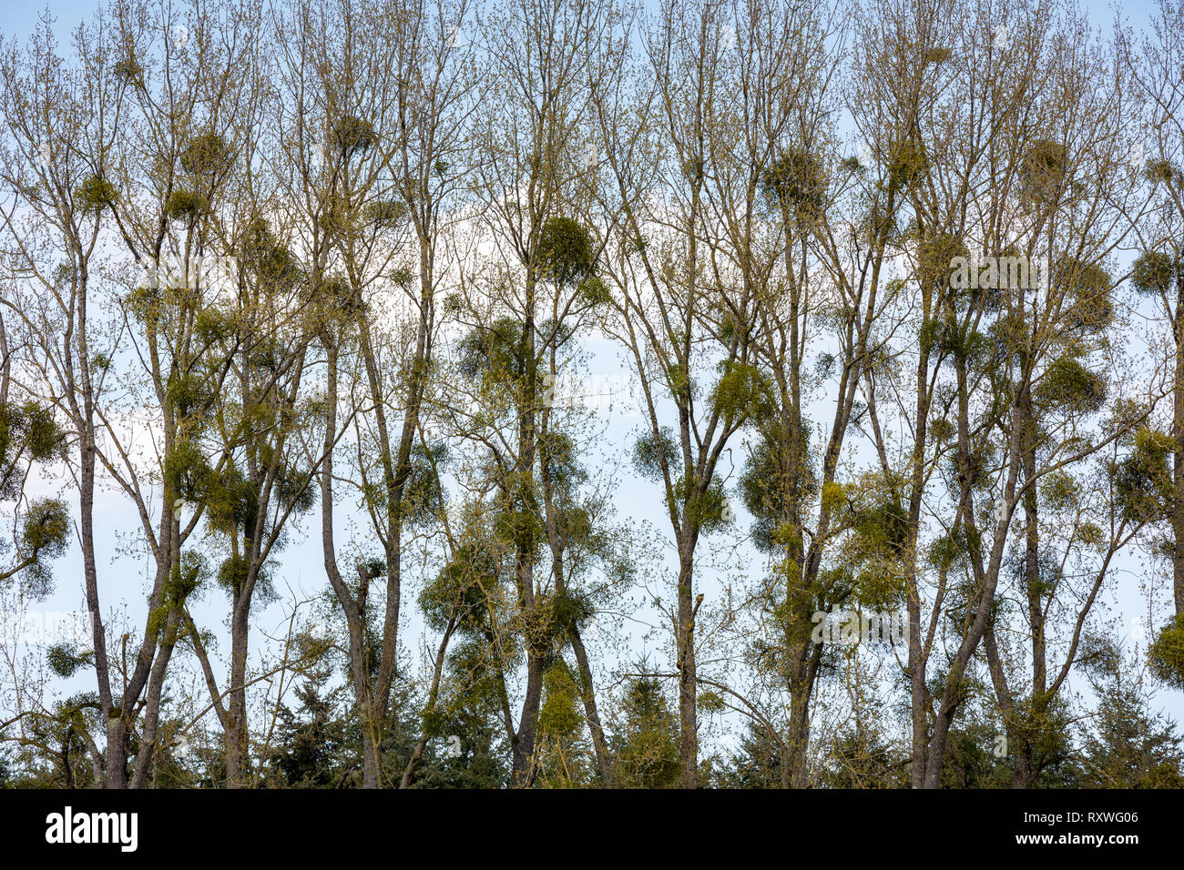 Mistletoe (Viscum album), an obligate stem hemiparasite on Poplar trees in early spring. Stock Photo