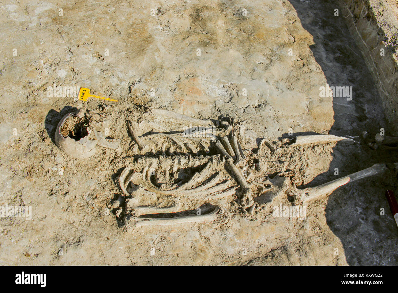 Skeleton in a Roman burial discovered during archaeological excavations Stock Photo