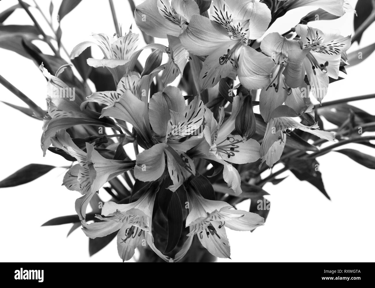 Lily foliage Black and White Stock Photos & Images - Alamy