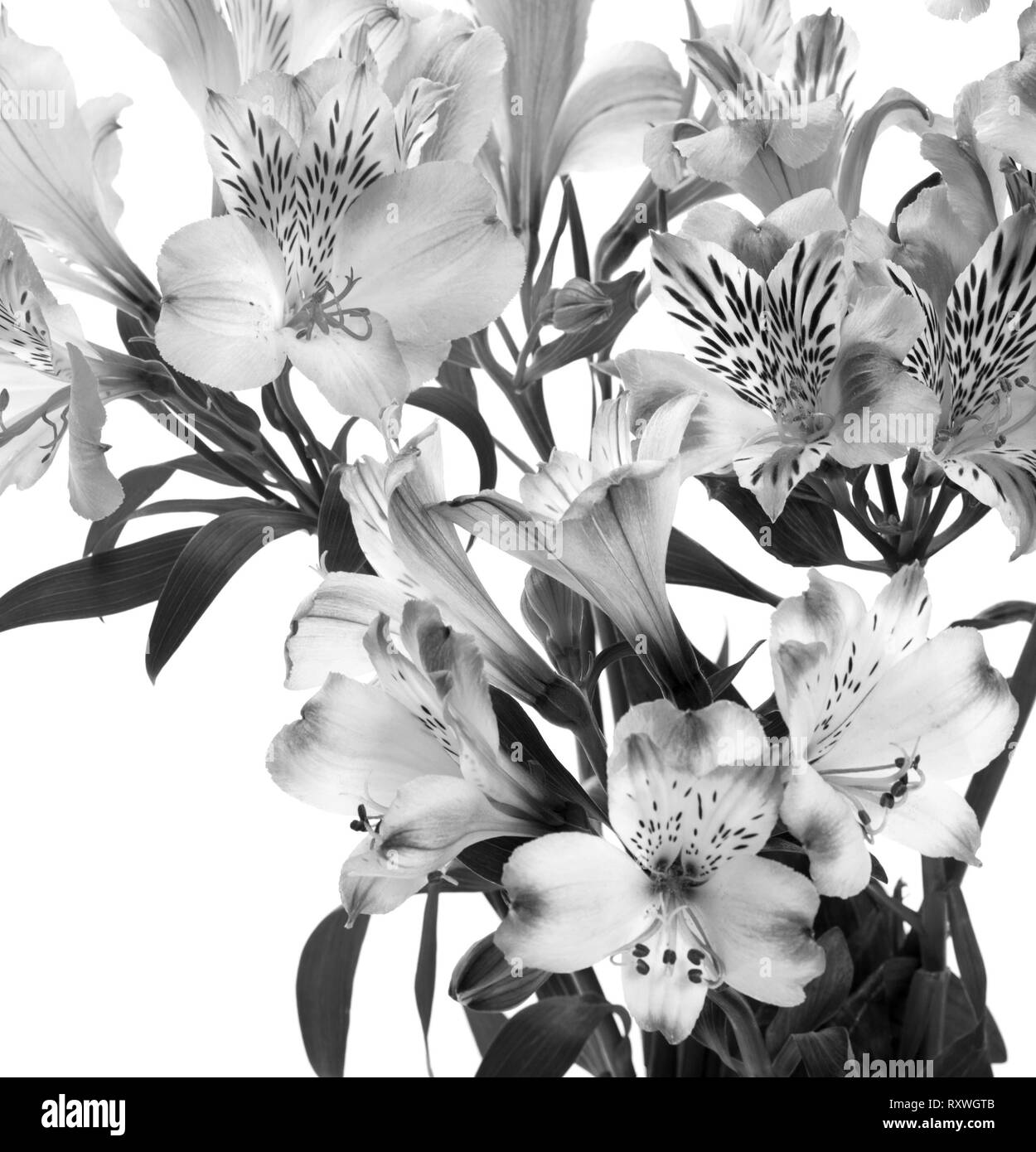 Lily foliage Black and White Stock Photos & Images - Alamy