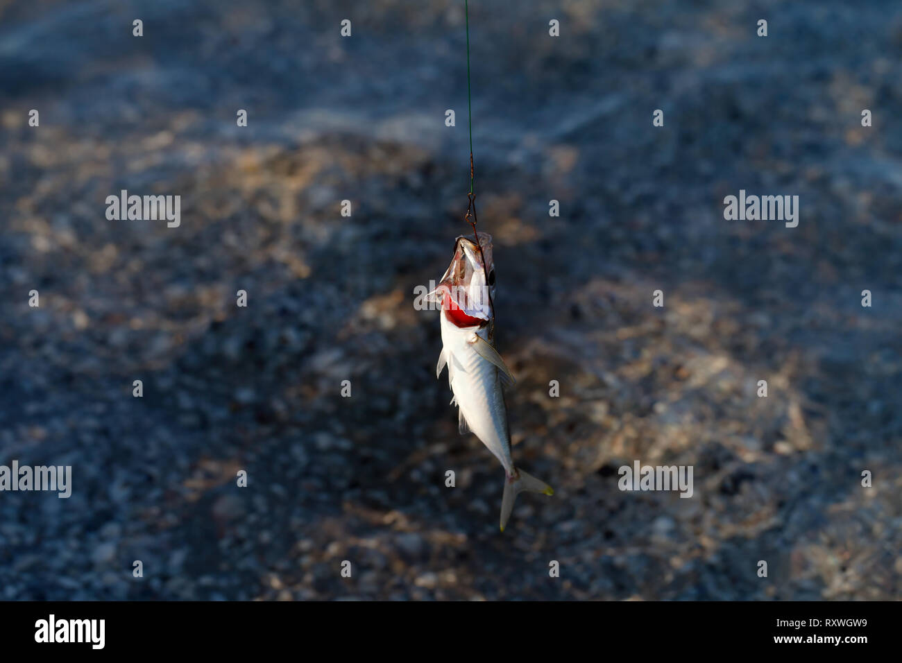 Caught small fish hi-res stock photography and images - Alamy