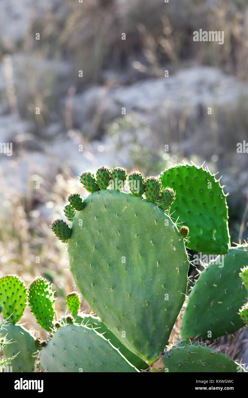 Cactus Opuntia Prickly Pear With Baby Pad At Sunny Day Stock Photo Alamy