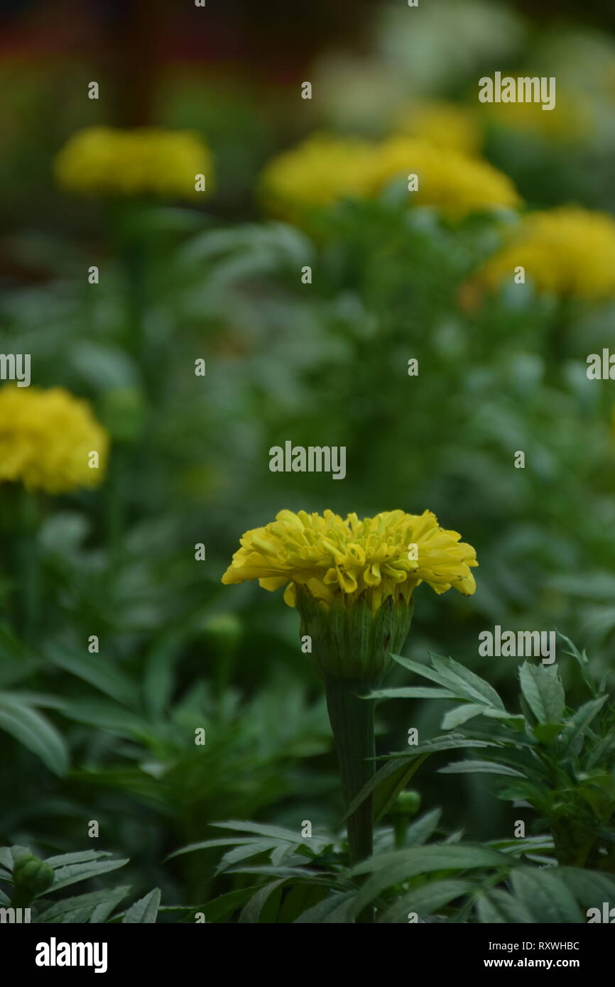 Topviewe hires stock photography and images Alamy