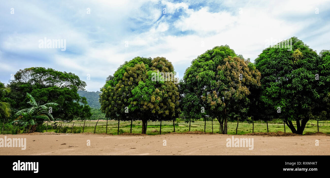 Mango trees at plantation on Coron Island, Philippines Stock Photo Alamy