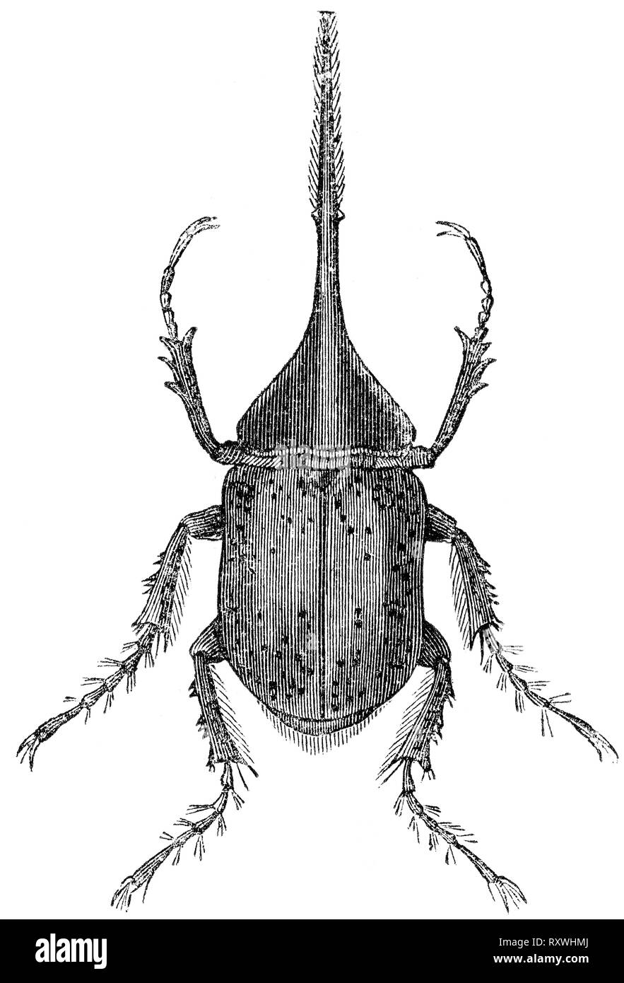 Wood cut engraved illustration, taken from 'The Treasury of Natural History' by Samuel Maunder, published 1848 Stock Photo