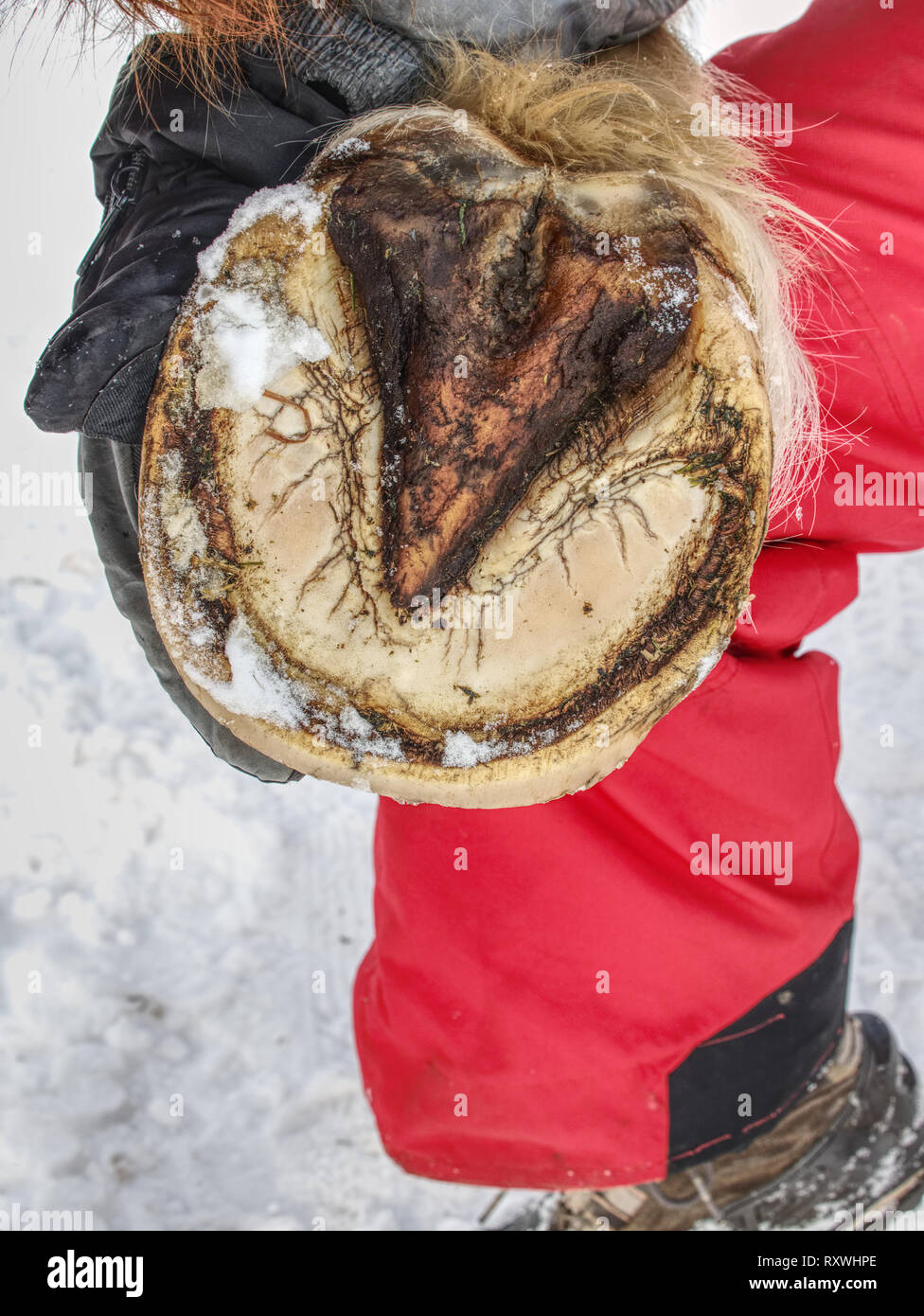 Person hold horse hoof without horseshoes. Taking care of animals