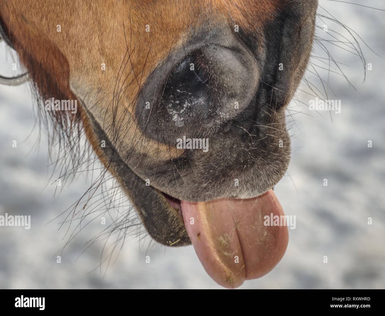 Brown horse nose with sticking out tongue. Snow in background, winter