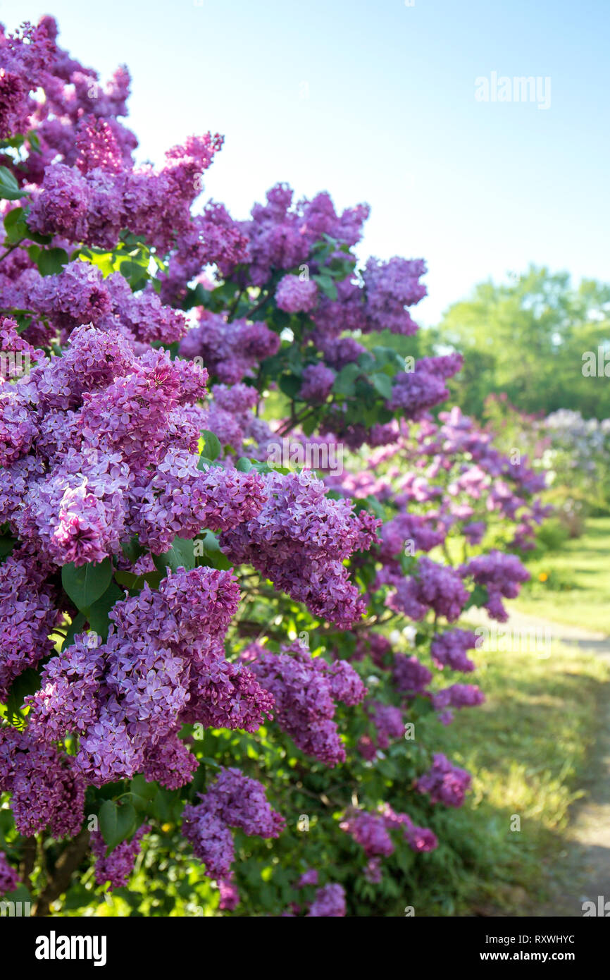 Lilac garden with lilac Stock Photo - Alamy