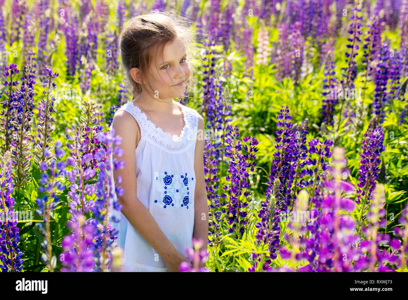 girl in a field with lupins Stock Photo - Alamy