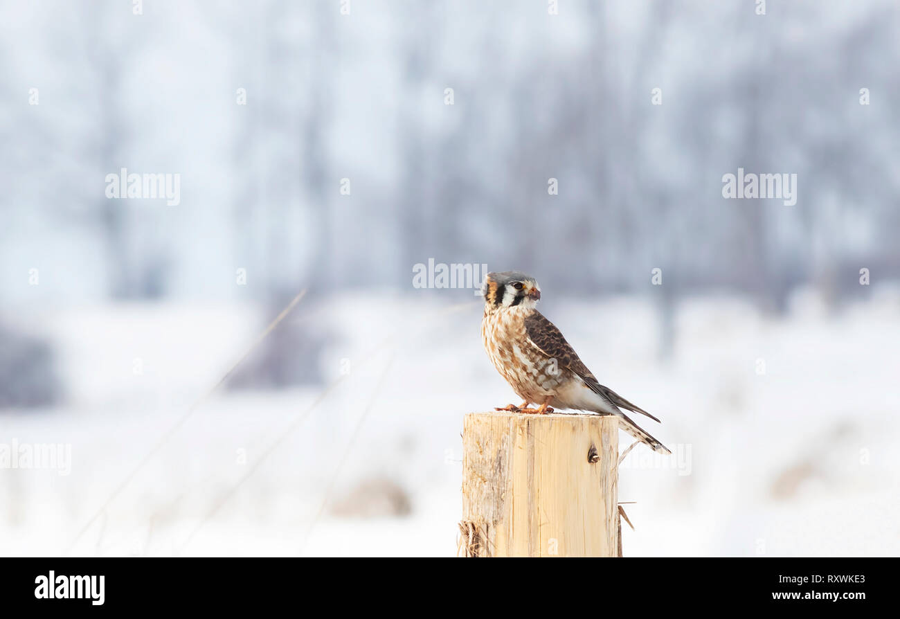 American kestrel (Falco sparverius) perched on a post in winter in Canada Stock Photo