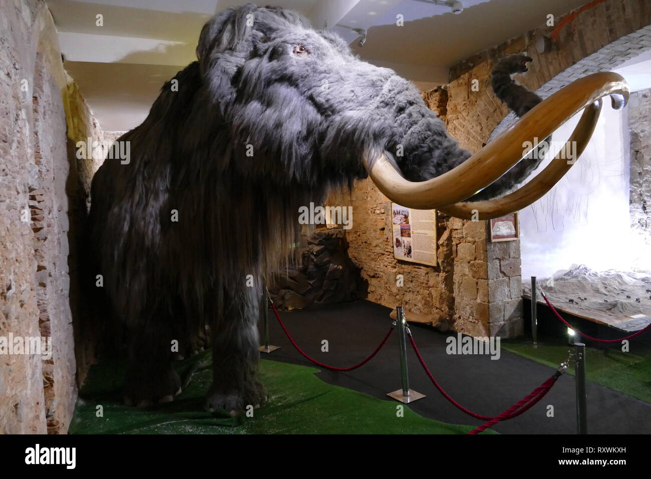 Long curved tusks hi-res stock photography and images - Alamy Long curved tusks hi-res stock photography and images - Alamy